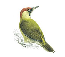 Green Woodpecker