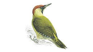 Green Woodpecker