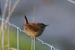 Wren