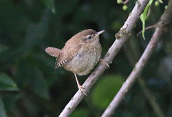 Wren