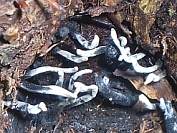 Xylaria hypoxylon