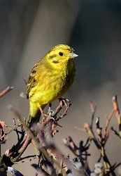 Yellowhammer