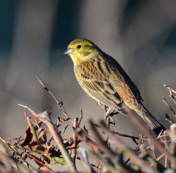 Yellowhammer