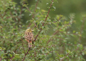 Yellowhammer