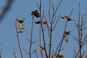 Yellowhammer