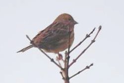 Yellowhammer