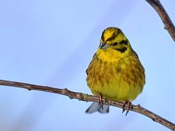 Yellowhammer