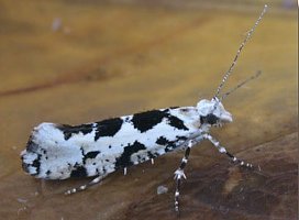 Ypsolopha sequella