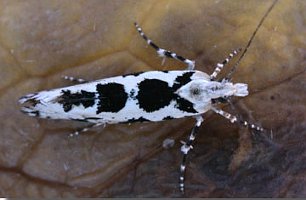 Ypsolopha sequella