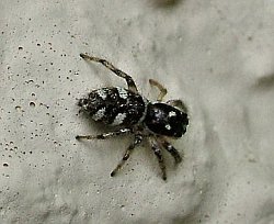 Zebra spider