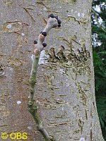 Ash bud and bark