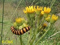 Cinnabar caterpillar on ragwort