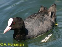 Coot on River Test