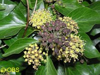 Ivy flowers and berries