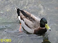 Mallard on River Test