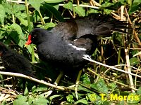 Moorhen