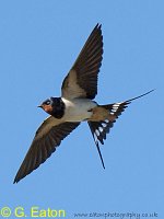 Swallow in flight