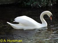 Swan on River Test