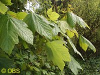 Sycamore leaves