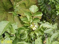 Watercress