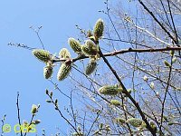 Willow catkins