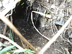 Water vole burrow