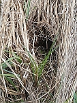 Water vole run to a feeding site