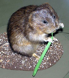 Water vole - museum specimen